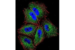 Confocal immunofluorescent analysis of PCDHAC2 Antibody (Center) (ABIN656091 and ABIN2845434) with NCI- cell followed by Alexa Fluor 488-conjugated goat anti-rabbit lgG (green). (PCDHAC2 抗体  (AA 616-644))