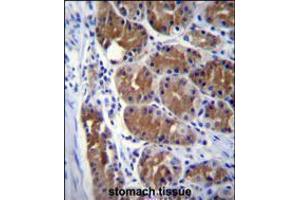 DCTN2 Antibody immunohistochemistry analysis in formalin fixed and paraffin embedded human stomach tissue followed by peroxidase conjugation of the secondary antibody and DAB staining. (Dynamitin 抗体  (AA 192-219))