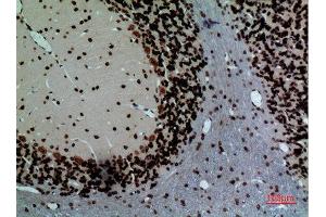 Immunohistochemistry (IHC) analysis of paraffin-embedded Rat Brain, antibody was diluted at 1:100. (Lamin B1 抗体  (Internal Region))