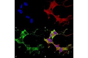 Immunocytochemistry/Immunofluorescence analysis using Mouse Anti-GABA-A Receptor Alpha-1 Monoclonal Antibody, Clone N95/35 (ABIN2483456).