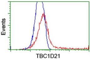 HEK293T cells transfected with either RC206651 overexpress plasmid (Red) or empty vector control plasmid (Blue) were immunostained by anti-TBC1D21 antibody (ABIN2455115), and then analyzed by flow cytometry. (TBC1D21 抗体)