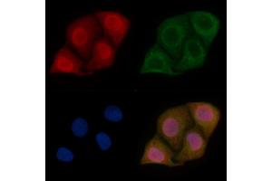 LBX1 Mouse Monoclonal Antibody staining Hela cells by IF/ICC. (Lbx1 抗体)