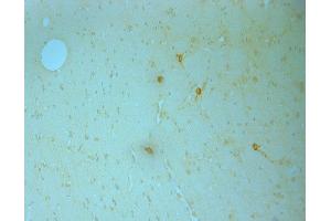 IHC on  paraffin sections of mouse brain tissue using Goat antibody to NOS1: .