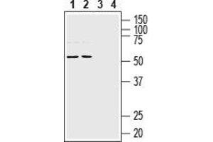 Western blot analysis of rat (lanes 1 and 3) and mouse (lanes 2 and 4) brain lysates: - 1,2 Anti-NETO1 (extracellular) Antibody (ABIN7043376, ABIN7044384 and ABIN7044385), (1:200). (NETO1 抗体  (Extracellular, N-Term))