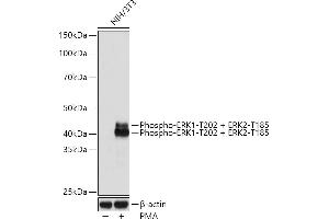 Western blot analysis of extracts of NIH/3T3 cells, using Phospho-ERK1-T202 + ERK2-T185 Rabbit mAb (ABIN7268610) at 1:1000 dilution. (ERK1/2 抗体  (pThr185, pThr202))