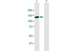 Western Blot analysis of RALGDS expression in transfected 293T cell line by RALGDS MaxPab polyclonal antibody. (RALGDS 抗体  (AA 1-902))