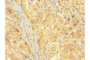 Immunohistochemistry of paraffin-embedded human adrenal gland tissue using ABIN7165418 at dilution of 1:100 (FAM153C 抗体  (AA 1-144))