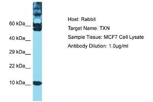 Host: Rabbit Target Name: TXN Sample Type: MCF7 Whole Cell lysates Antibody Dilution: 1. (TXN 抗体  (C-Term))