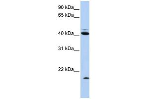 WB Suggested Anti-UBD Antibody Titration:  0. (UBD 抗体  (N-Term))