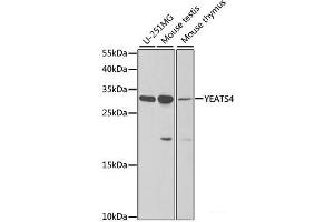 Western blot analysis of extracts of various cell lines using YEATS4 Polyclonal Antibody at dilution of 1:1000. (GAS41 抗体)