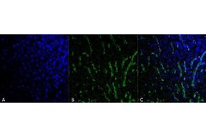 Immunohistochemistry analysis using Mouse Anti-Citrulline Monoclonal Antibody, Clone 6C2. (Citrulline 抗体  (Atto 488))