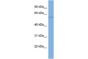 Host:  Rabbit  Target Name:  SLC22A14  Sample Type:  Jurkat Whole cell lysates  Antibody Dilution:  1. (SLC22A14 抗体  (N-Term))