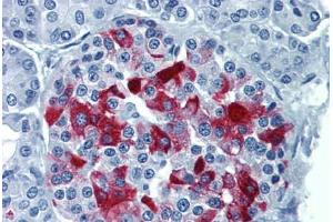 Human Pancreas: Formalin-Fixed, Paraffin-Embedded (FFPE) (RBP4 抗体  (AA 19-202))