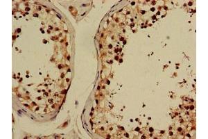 Immunohistochemistry of paraffin-embedded human testis tissue using ABIN7153414 at dilution of 1:100 (GABPB2 抗体  (AA 163-440))