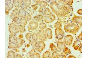 Immunohistochemistry of paraffin-embedded human pancreatic tissue using ABIN7160859 at dilution of 1:100 (SIRT3 抗体  (AA 20-130))