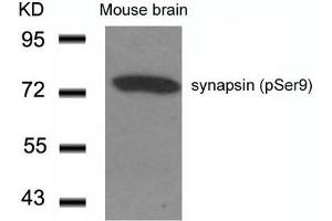 Western blot analysis of extracts from Mouse Brain tissue using synapsin(Phospho-Ser9) Antibody. (SYN1 抗体  (pSer9))