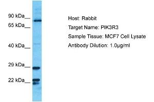 Host: Rabbit Target Name: PIK3R3 Sample Tissue: Human MCF7 Whole Cell Antibody Dilution: 1ug/ml (PIK3R3 抗体  (C-Term))