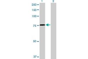 Western Blot analysis of HSPA2 expression in transfected 293T cell line by HSPA2 MaxPab polyclonal antibody. (HSPA2 抗体  (AA 1-639))