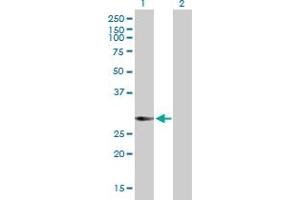 Western Blot analysis of KCTD4 expression in transfected 293T cell line by KCTD4 MaxPab polyclonal antibody. (KCTD4 抗体  (AA 1-259))