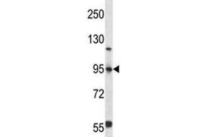 FOXP4 antibody western blot analysis in 293 lysate (FOXP4 抗体  (AA 522-550))