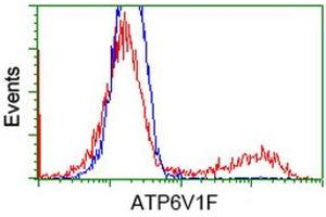 HEK293T cells transfected with either RC210728 overexpress plasmid (Red) or empty vector control plasmid (Blue) were immunostained by anti-ATP6V1F antibody (ABIN2454215), and then analyzed by flow cytometry. (ATP6V1F 抗体)