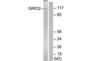 Western blot analysis of extracts from NIH/3T3 cells, using GRID2 antibody. (GRID2 抗体  (C-Term))