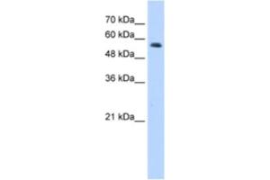 Western Blotting (WB) image for anti-Ring Finger Protein 8 (RNF8) antibody (ABIN2462018) (RNF8 抗体)