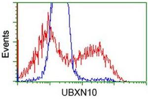 HEK293T cells transfected with either RC208225 overexpress plasmid (Red) or empty vector control plasmid (Blue) were immunostained by anti-UBXN10 antibody (ABIN2453761), and then analyzed by flow cytometry. (UBXN10 抗体)