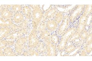 Detection of SFRP1 in Human Kidney Tissue using Polyclonal Antibody to Secreted Frizzled Related Protein 1 (SFRP1) (SFRP1 抗体  (AA 32-314))