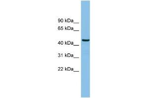 WB Suggested Anti-HS1BP3 Antibody Titration: 0. (HS1BP3 抗体  (N-Term))