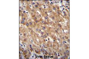 MIA40 Antibody immunohistochemistry analysis in formalin fixed and paraffin embedded human liver tissue followed by peroxidase conjugation of the secondary antibody and DAB staining.