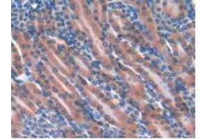 IHC-P analysis of Mouse Kidney Tissue, with DAB staining. (GPX4 抗体  (AA 74-197))