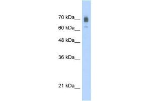 WB Suggested Anti-KIF22 Antibody Titration:  2. (KIF22 抗体  (C-Term))