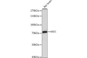 Western blot analysis of extracts of rat brain, using MEI1 antibody (ABIN7268447) at 1:1000 dilution.