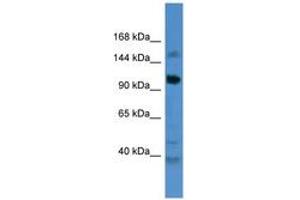 Image no. 1 for anti-Coiled-Coil Domain Containing 87 (CCDC87) (AA 733-782) antibody (ABIN6746490) (CCDC87 抗体  (AA 733-782))