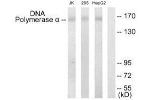 Western blot analysis of extracts from Jurkat cells, 293 cells and HepG2 cells, using DNA Polymerase α antibody. (POLA1 抗体  (N-Term))