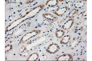 Immunohistochemical staining of paraffin-embedded liver using anti-HES1 (ABIN2452569) mouse monoclonal antibody. (HES1 抗体  (AA 1-280))