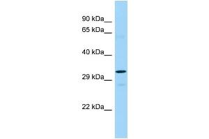 WB Suggested Anti-TAAR2 Antibody Titration: 1. (GPR58 抗体  (C-Term))