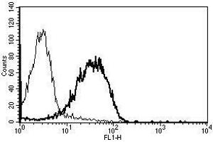 A typical staining pattern with the B-N24 monoclonal antibody of lymphocytes (CD99 抗体)