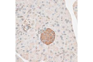 Immunohistochemistry of paraffin-embedded mouse pancreas using PDP2 antibody (ABIN6292535) at dilution of 1:100 (40x lens). (PDP2 抗体)