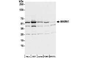 anti-Makorin Ring Finger Protein 1 (MKRN1) (C-Term) antibody