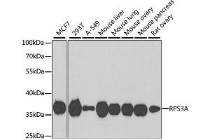 Western blot analysis of extracts of various cell lines, using RPS3A antibody.