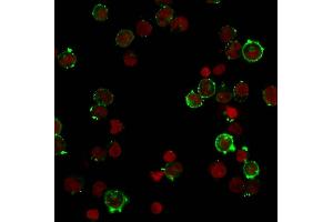 Immunofluorescent staining of Raji cells. (Recombinant HLA DQ 抗体)