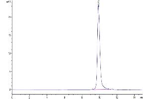 The purity of SARS-CoV-2 3CLpro (L50F) is greater than 95 % as determined by SEC-HPLC. (SARS-Coronavirus Nonstructural Protein 8 (SARS-CoV NSP8) (L50F) 蛋白)