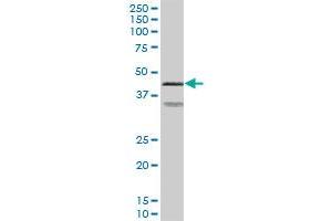 PRKAR2A MaxPab polyclonal antibody. (PRKAR2A 抗体  (AA 1-382))