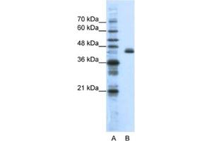 Western Blotting (WB) image for anti-Zinc Finger Protein 36, C3H Type-Like 2 (ZFP36L2) antibody (ABIN2461803) (ZFP36L2 抗体)