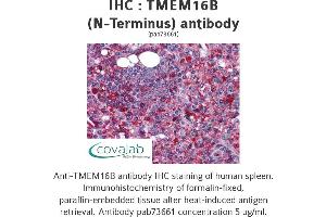 Image no. 2 for anti-Anoctamin 2 (ANO2) (N-Term) antibody (ABIN1740150) (Anoctamin 2 抗体  (N-Term))