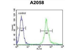Flow cytometric analysis of A2058 cells (right histogram) compared to a negative control cell (left histogram) using MRPS24 Antibody , followed by FITC-conjugated goat-anti-rabbit secondary antibodies. (MRPS24 抗体  (Middle Region))