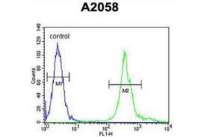 Flow cytometric analysis of A2058 cells (right histogram) compared to a negative control cell (left histogram) using MRPS24 Antibody , followed by FITC-conjugated goat-anti-rabbit secondary antibodies.