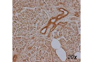 Human Pancreas, paraffin section, citrate, dilution 1:250 (BMP4 抗体  (AA 25-408))